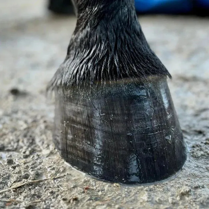echo Hoof Gloss & Conditioning Balm